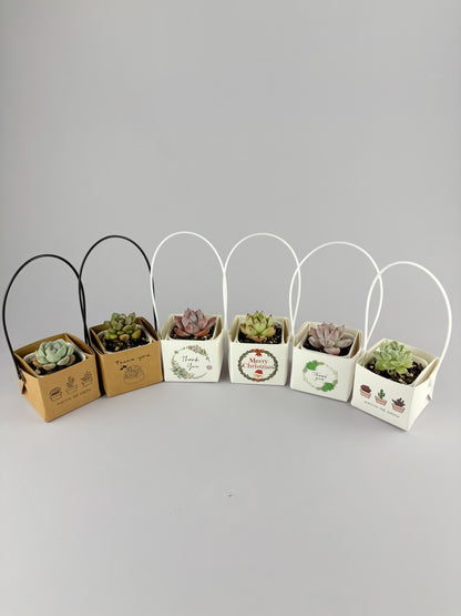 Succulent Gift Set - 5cm pot