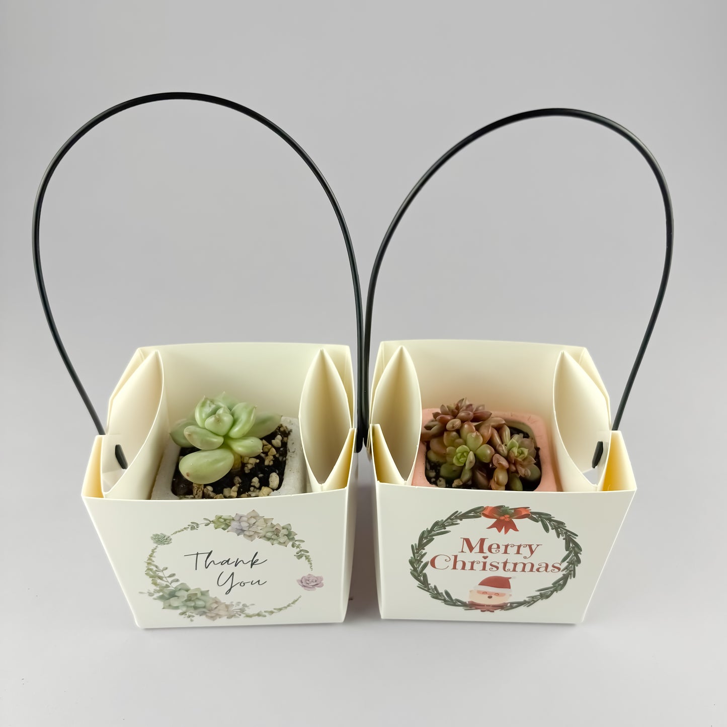 Succulent Gift Set - Succulent with Macaron Matte Square Pot + gift box (2 options)
