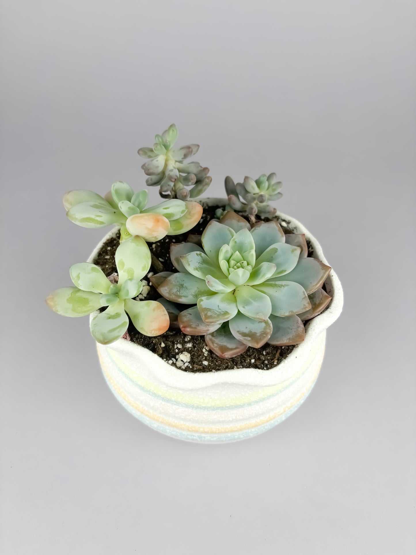 Assorted succulents with snowflake glaze ceramic pot