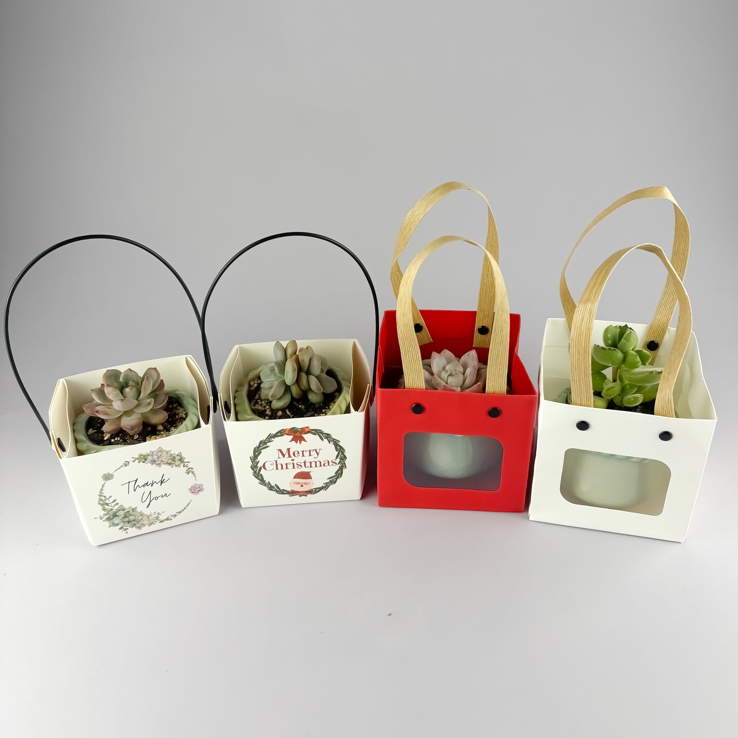 Succulent Gift Set - Succulent with ceramic crackle-glaze pot + gift box (4 options)