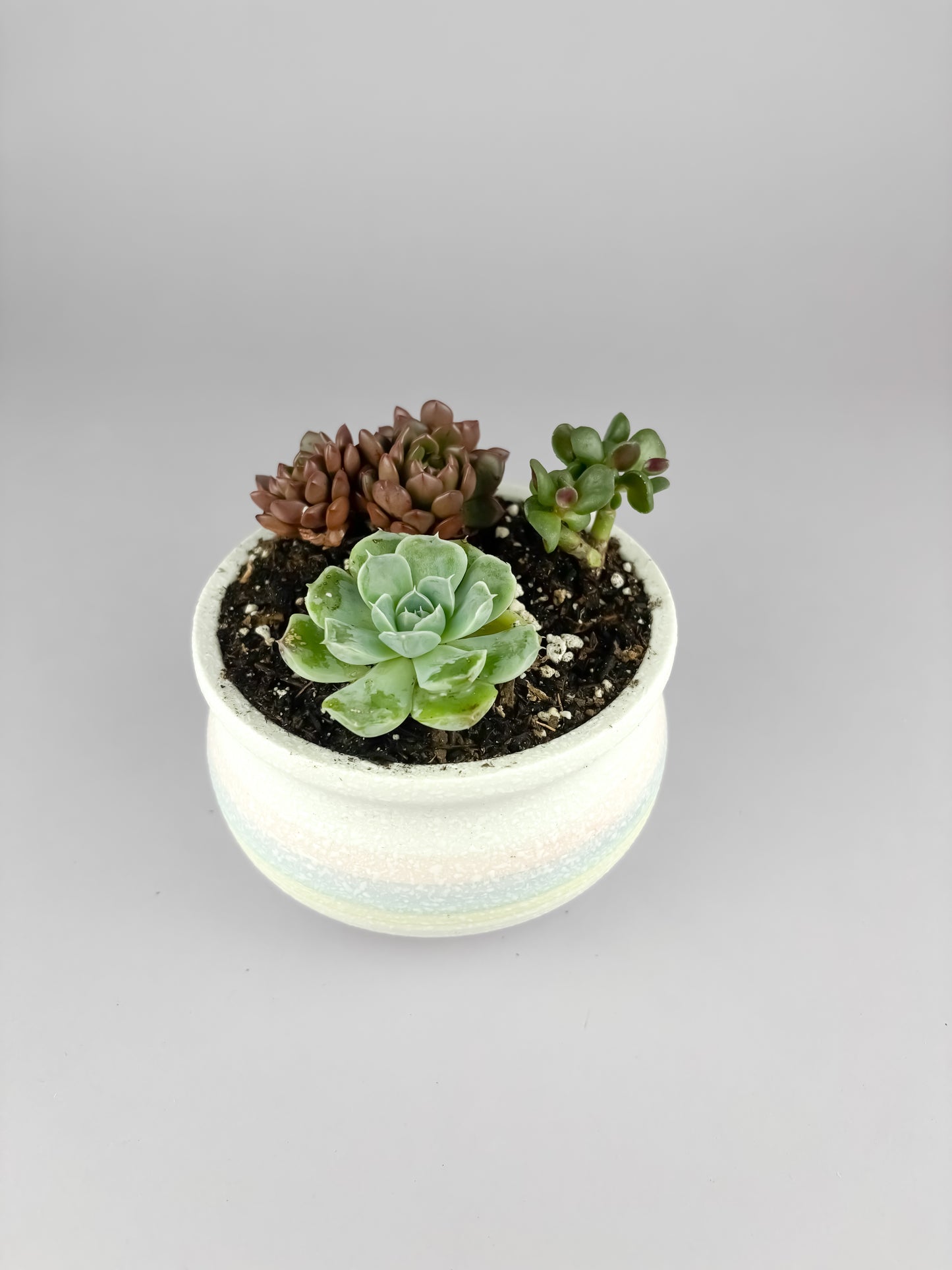 Assorted succulents with snowflake glaze ceramic pot