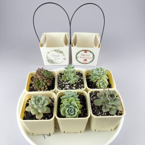 Succulent Gift Set - 7cm pot