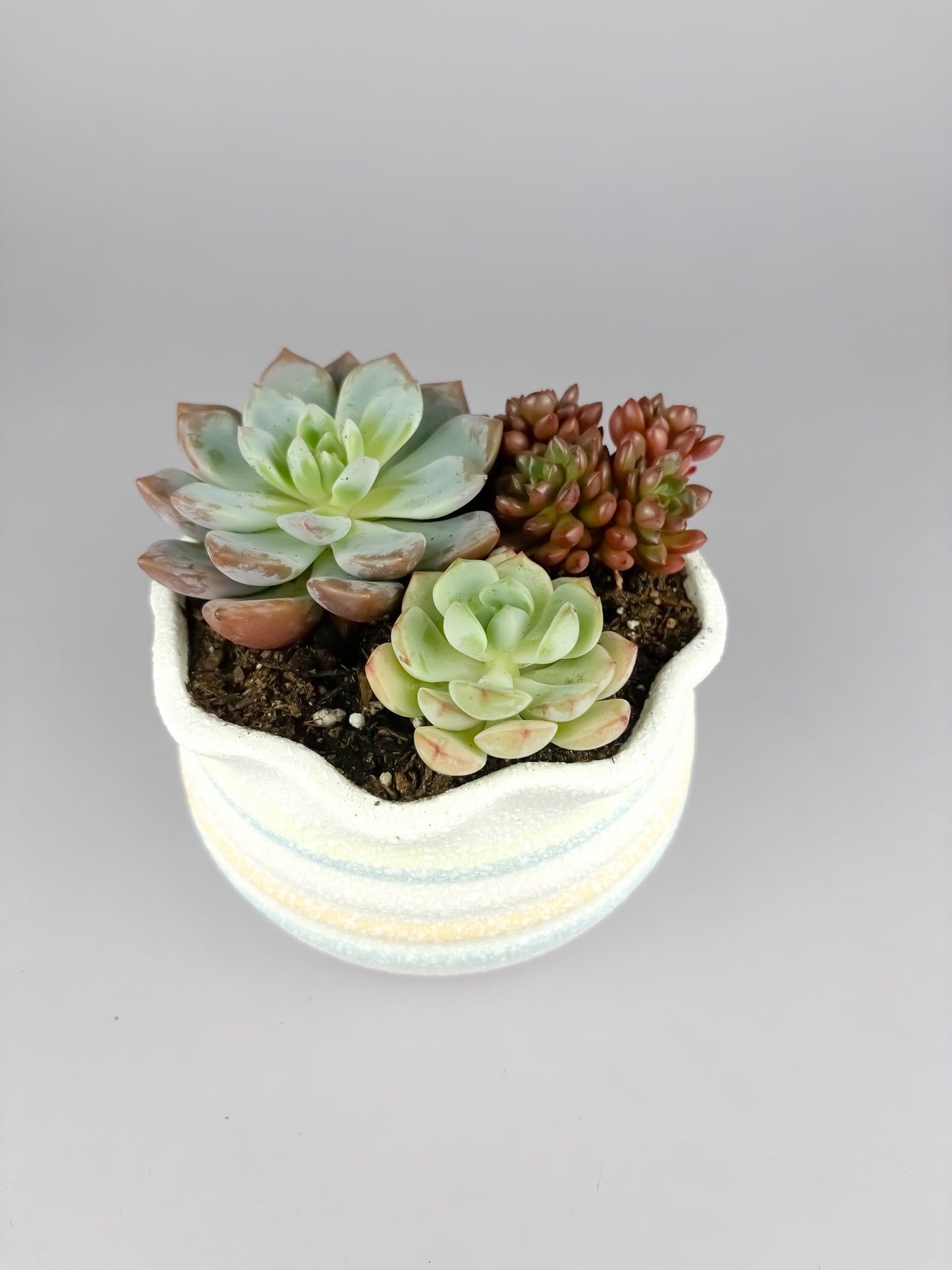 Assorted succulents with snowflake glaze ceramic pot
