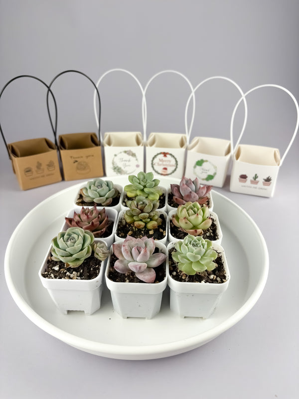 Succulent Gift Set - 5cm pot