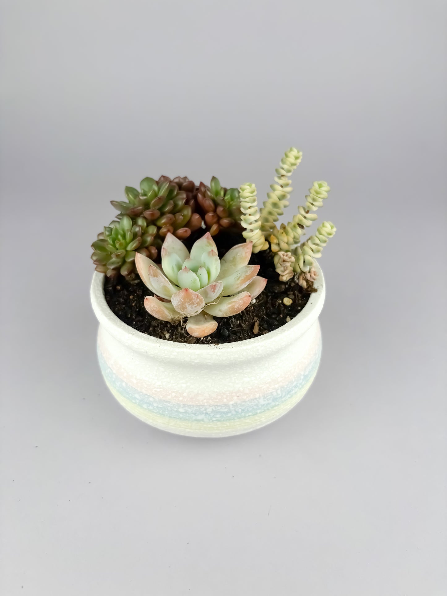 Assorted succulents with snowflake glaze ceramic pot