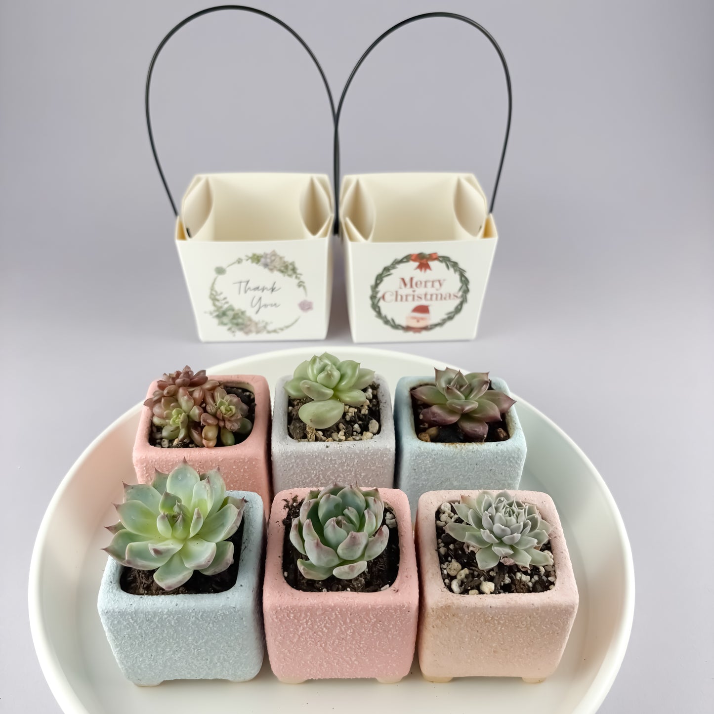 Succulent Gift Set - Succulent with Macaron Matte Square Pot + gift box (2 options)