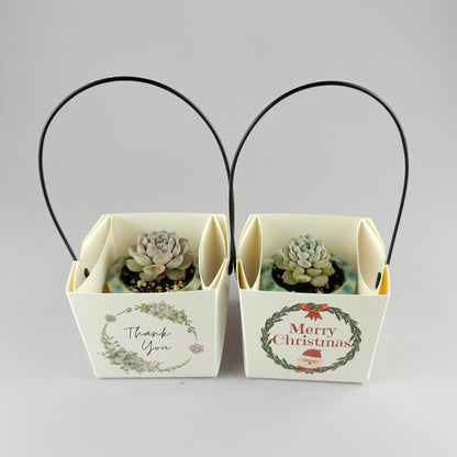 Succulent Gift Set - Succulent with ceramic crackle-glaze pot + gift box (2 options)