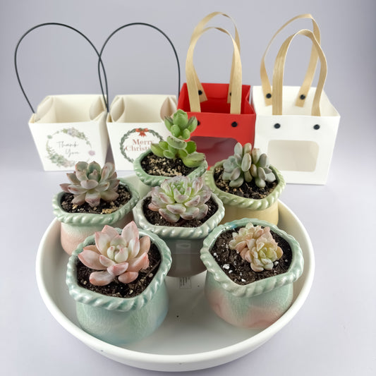Succulent Gift Set - Succulent with ceramic crackle-glaze pot + gift box (4 options)