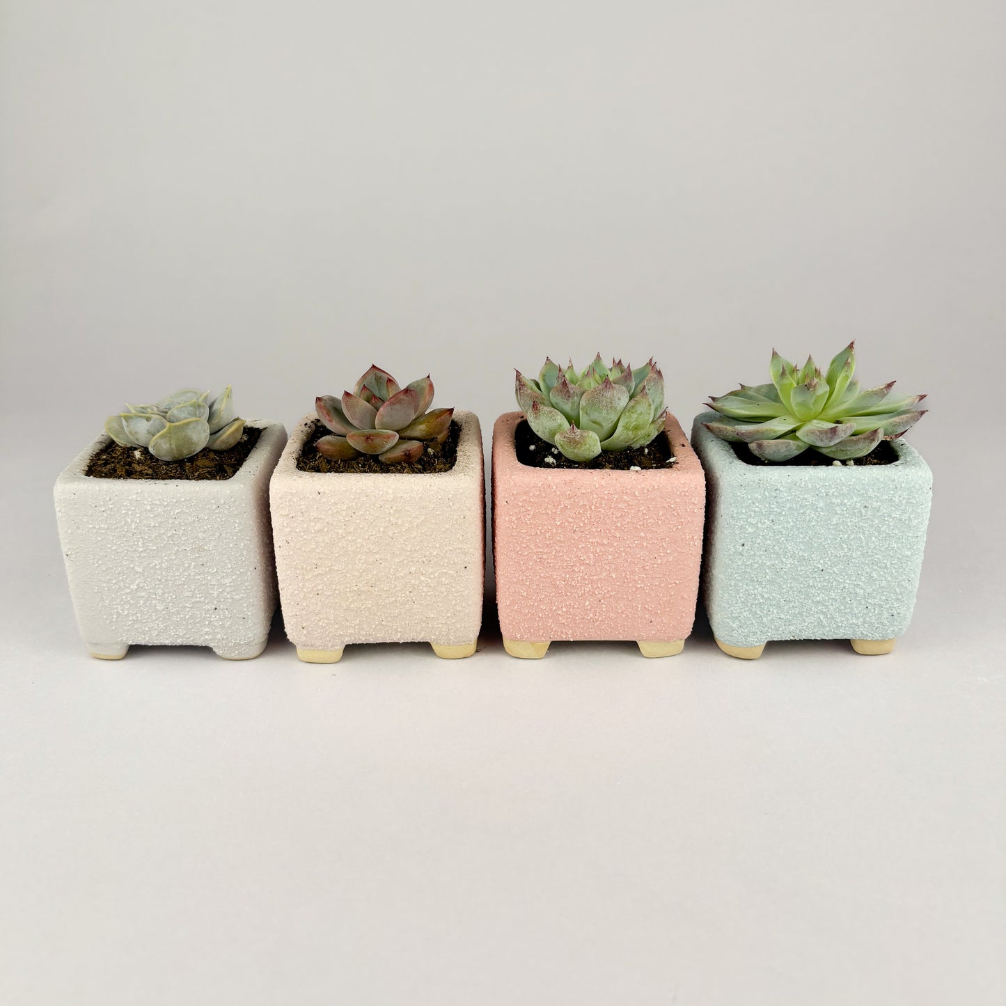 Succulent Gift Set - Succulent with Macaron Matte Square Pot + gift box (2 options)