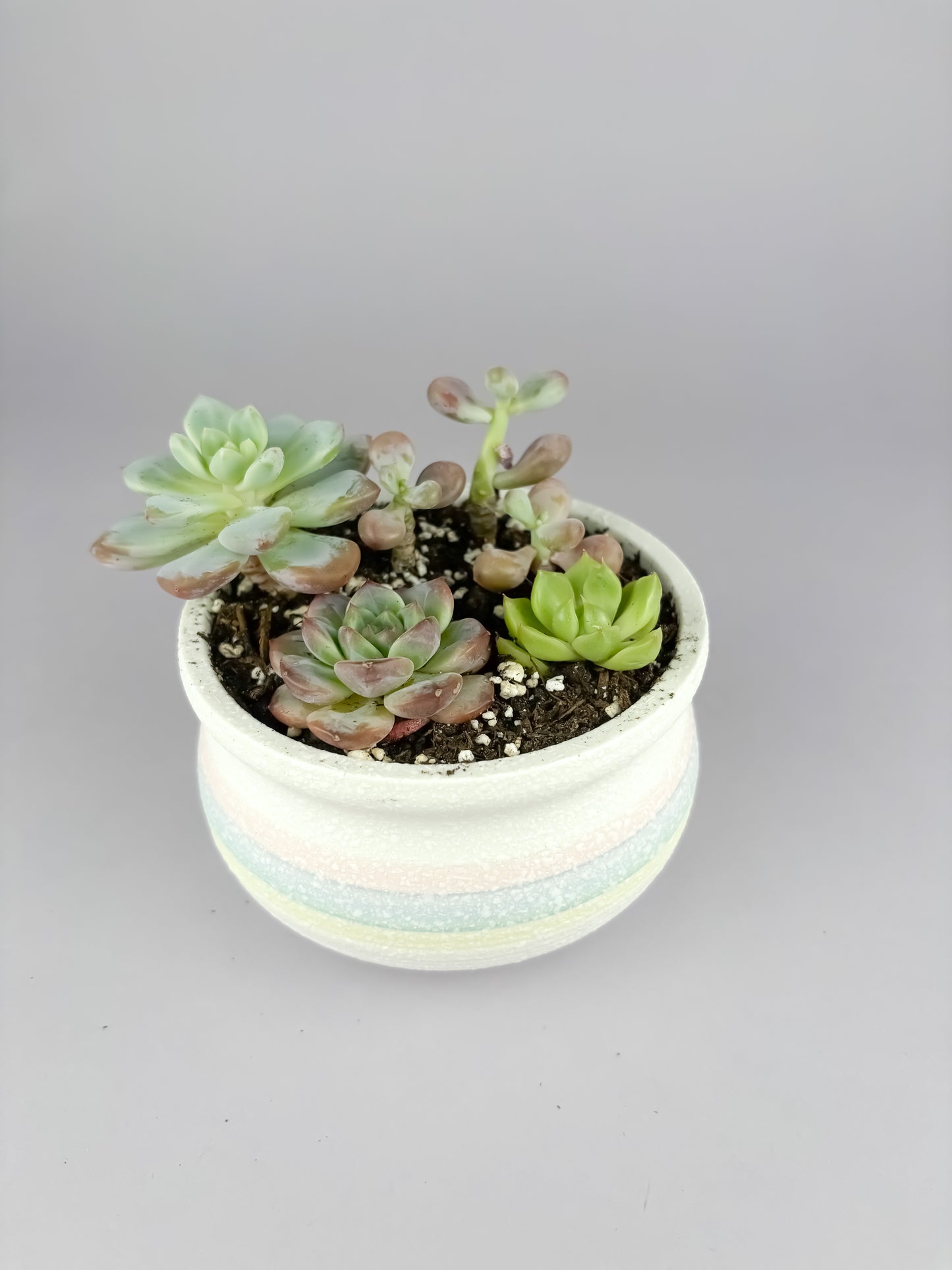 Assorted succulents with snowflake glaze ceramic pot