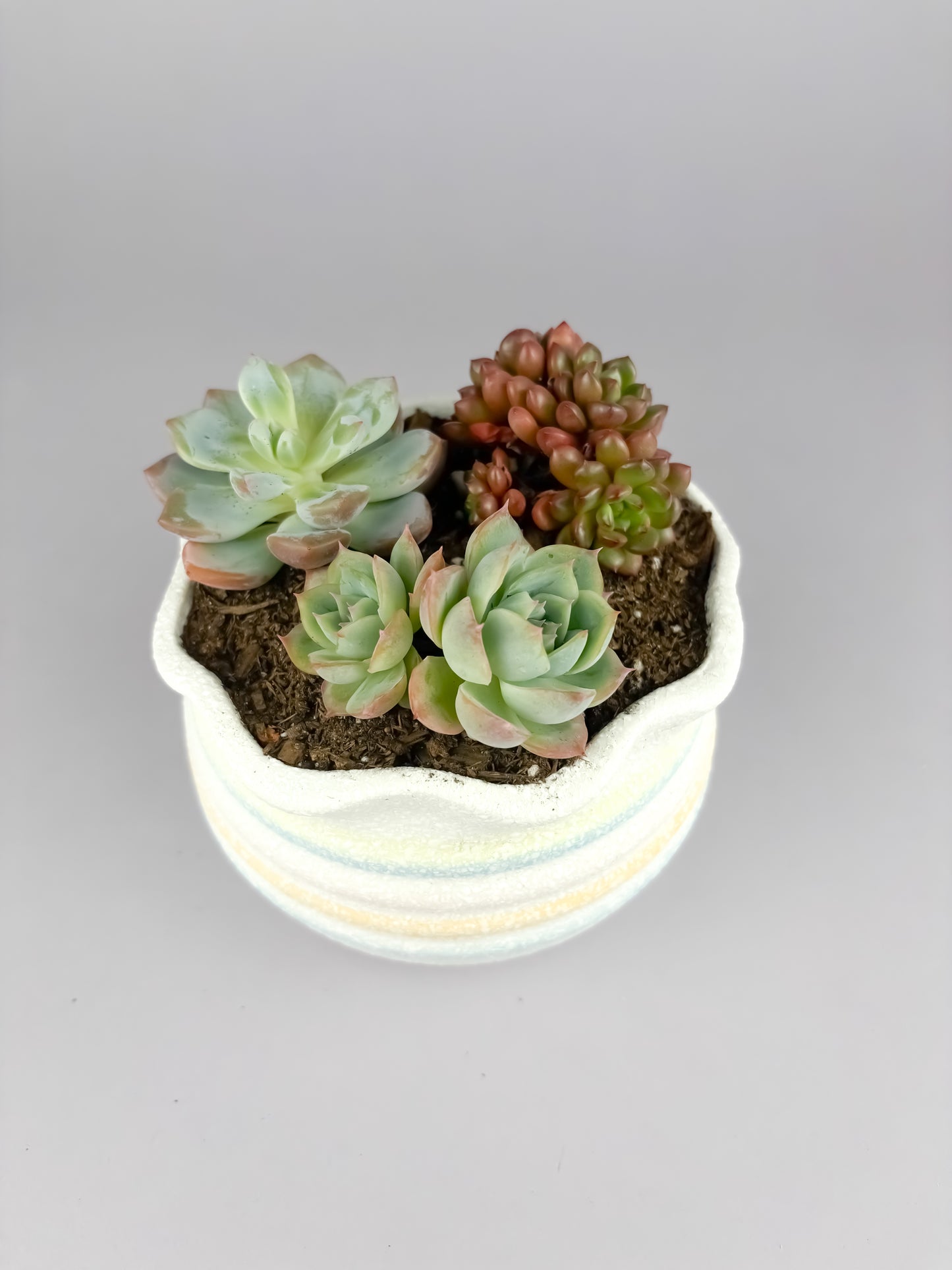 Assorted succulents with snowflake glaze ceramic pot