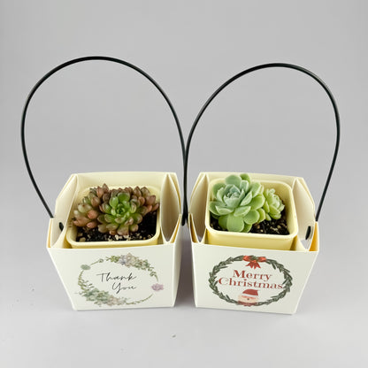 Succulent Gift Set - 7cm pot