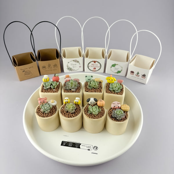 Succulent Gift Set - Succulent with handmade unglazed Succulent Pot + gift box (6 options)