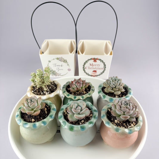 Succulent Gift Set - Succulent with ceramic crackle-glaze pot + gift box (2 options)