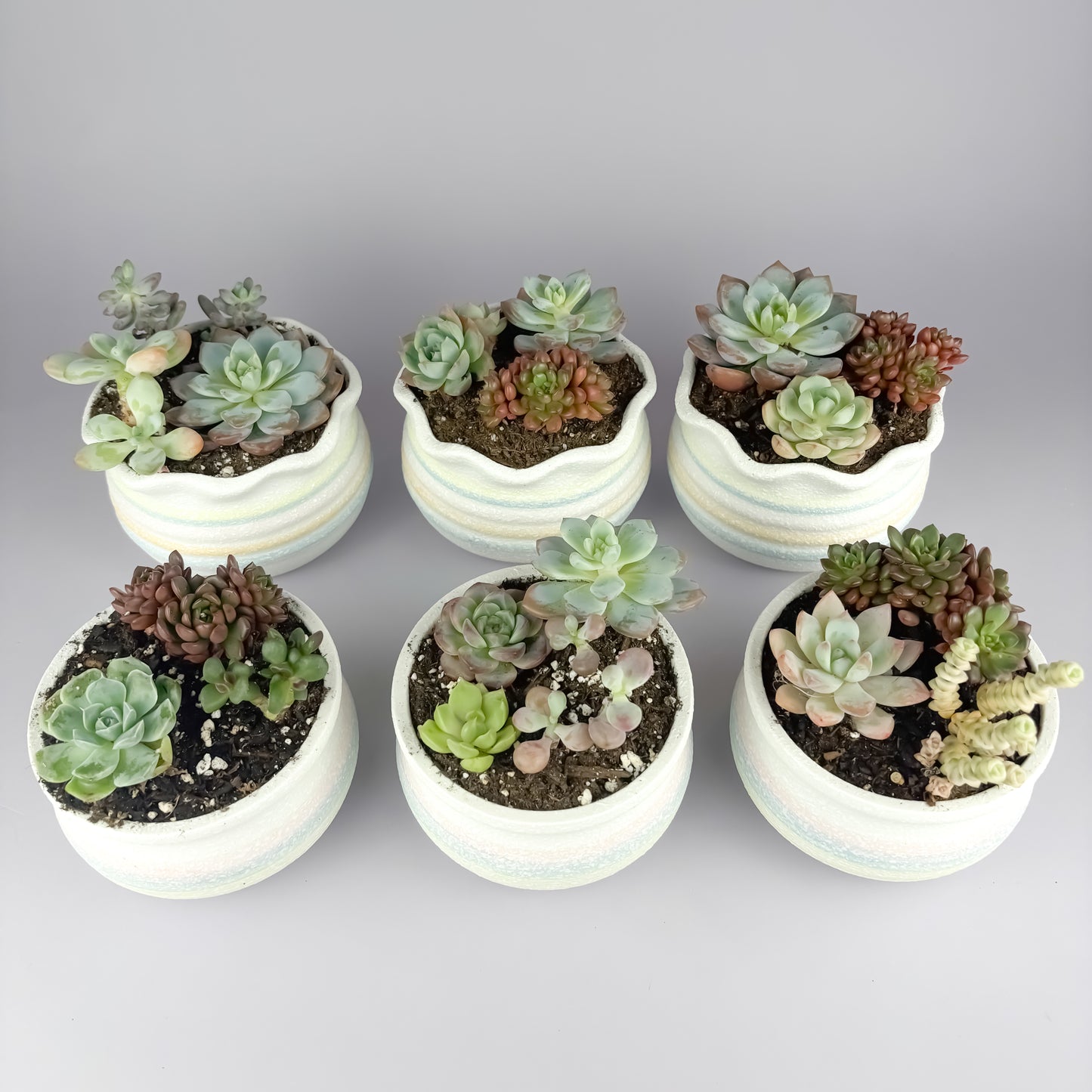 Assorted succulents with snowflake glaze ceramic pot