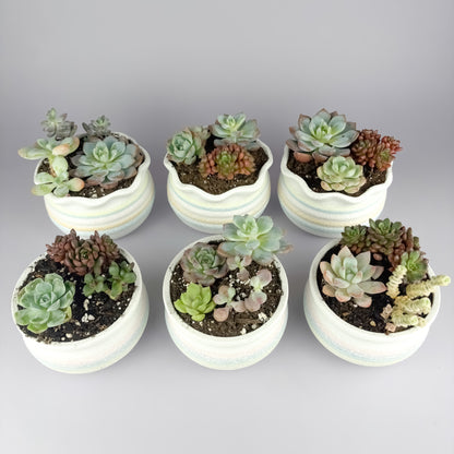 Assorted succulents with snowflake glaze ceramic pot